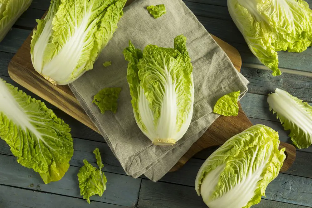 14 sustitutos de la alcachofa que puedes probar para tus recetas