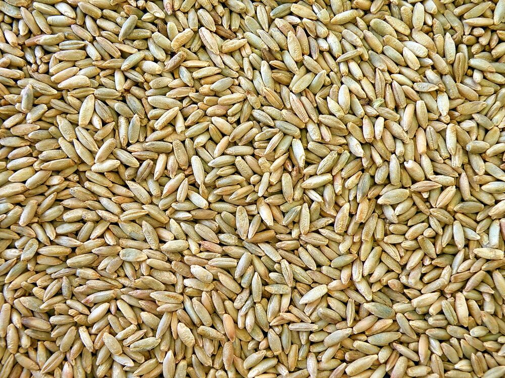 16 asombrosos sustitutos de las bayas de trigo