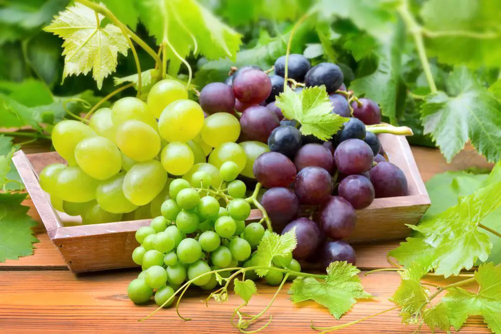 ¿Son las uvas una fruta cítrica?