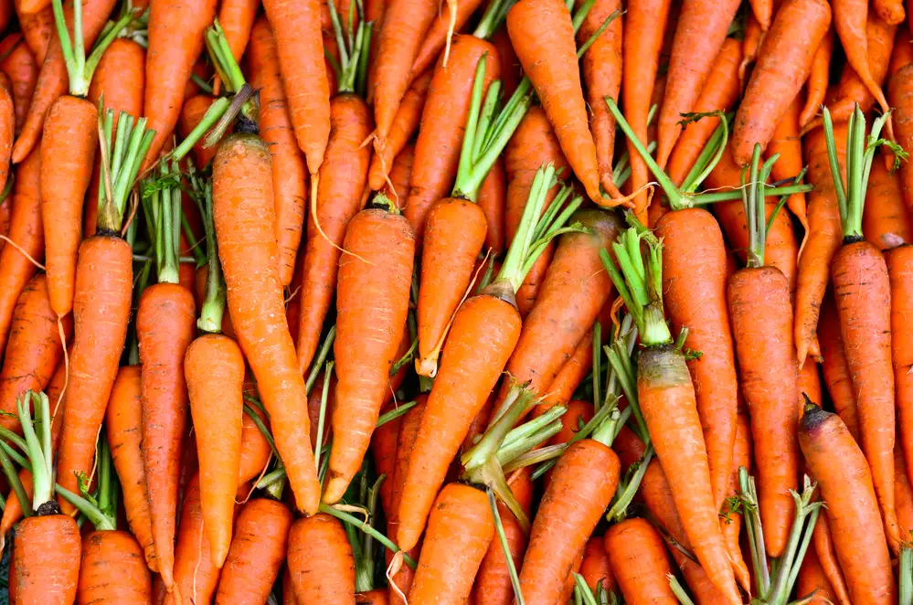 ¿Las zanahorias son artificiales? - Comida fanática