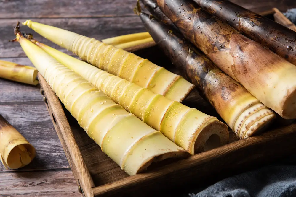 8 sustitutos de los brotes de bambú para usar en su próxima receta