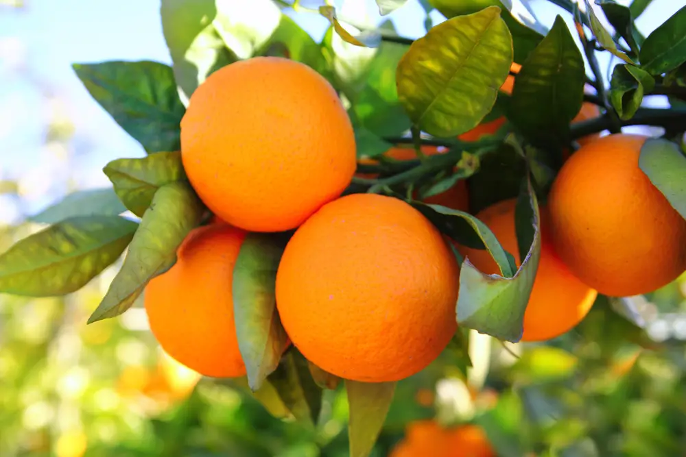 ¿Cuánto duran las mandarinas?
