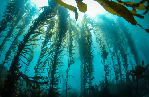 Los 7 mejores sustitutos de algas wakame desde cero