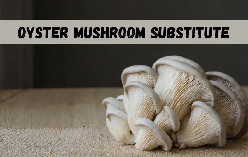 Más de 15 sustitutos de hongos ostra | Relación y modo de uso 2023