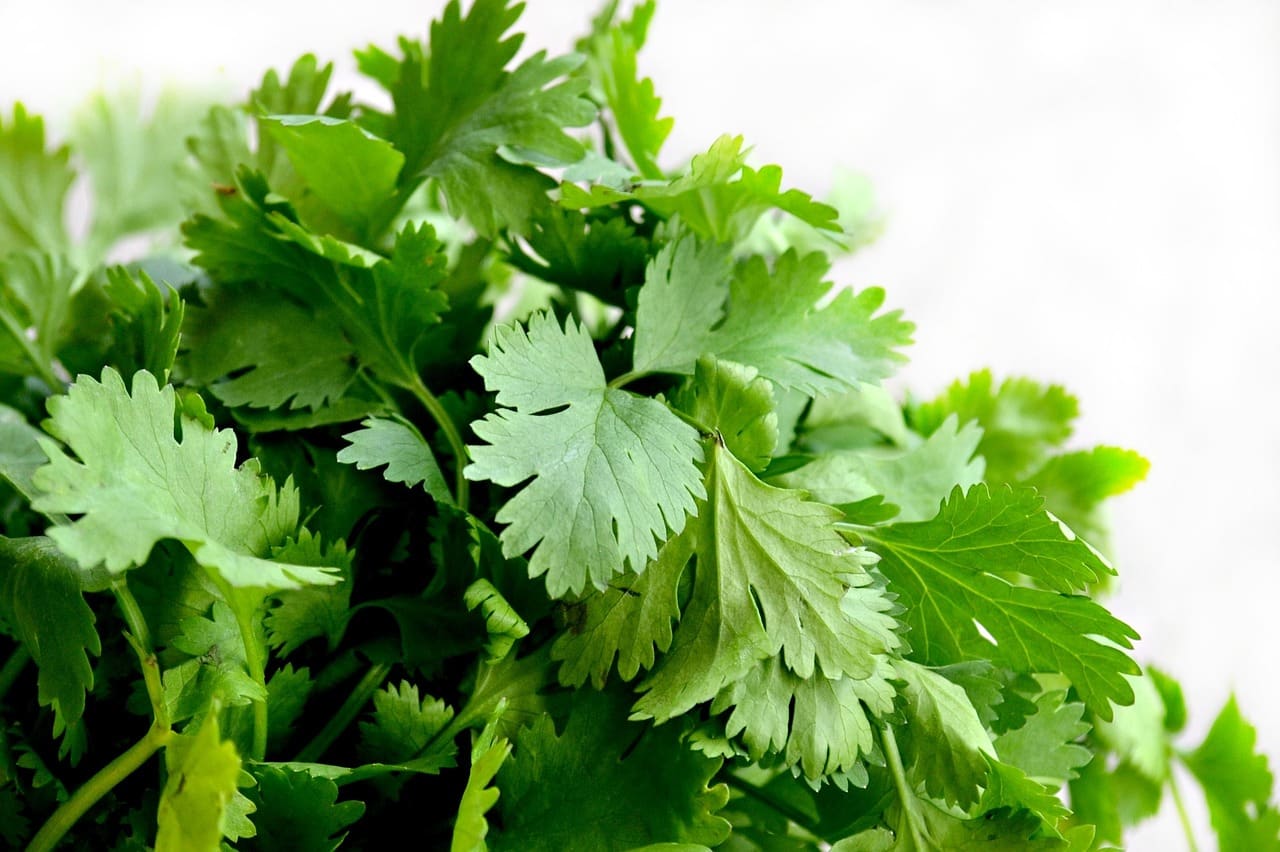 Cómo almacenar cilantro para obtener el sabor más fresco