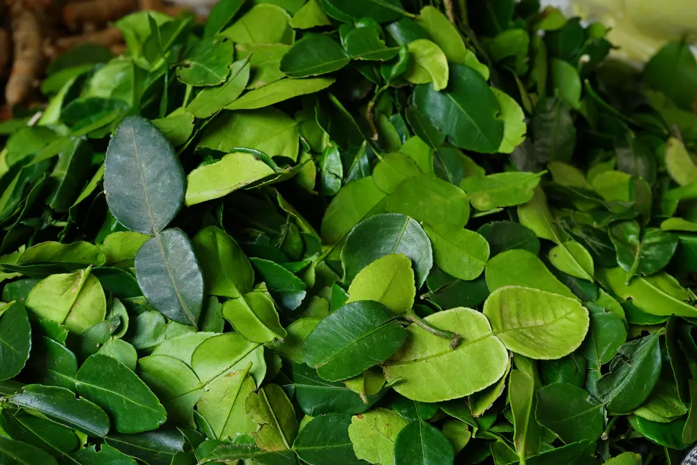 ¿Se pueden congelar las hojas de lima kaffir?