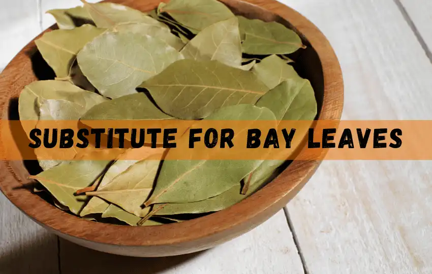Más de 9 sustitutos rápidos para las hojas de laurel | proporción y cómo usar 2023