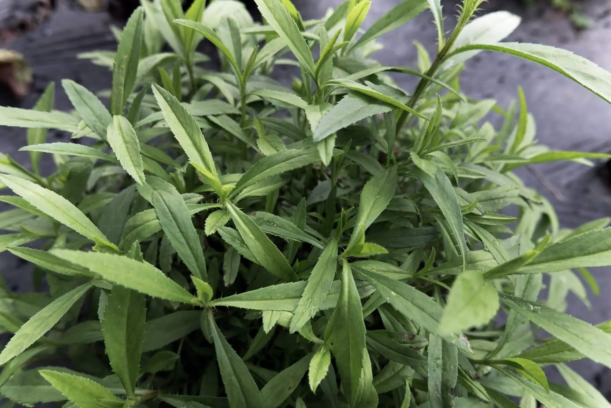 ¿Cuáles son las mejores plantas complementarias de estragón?