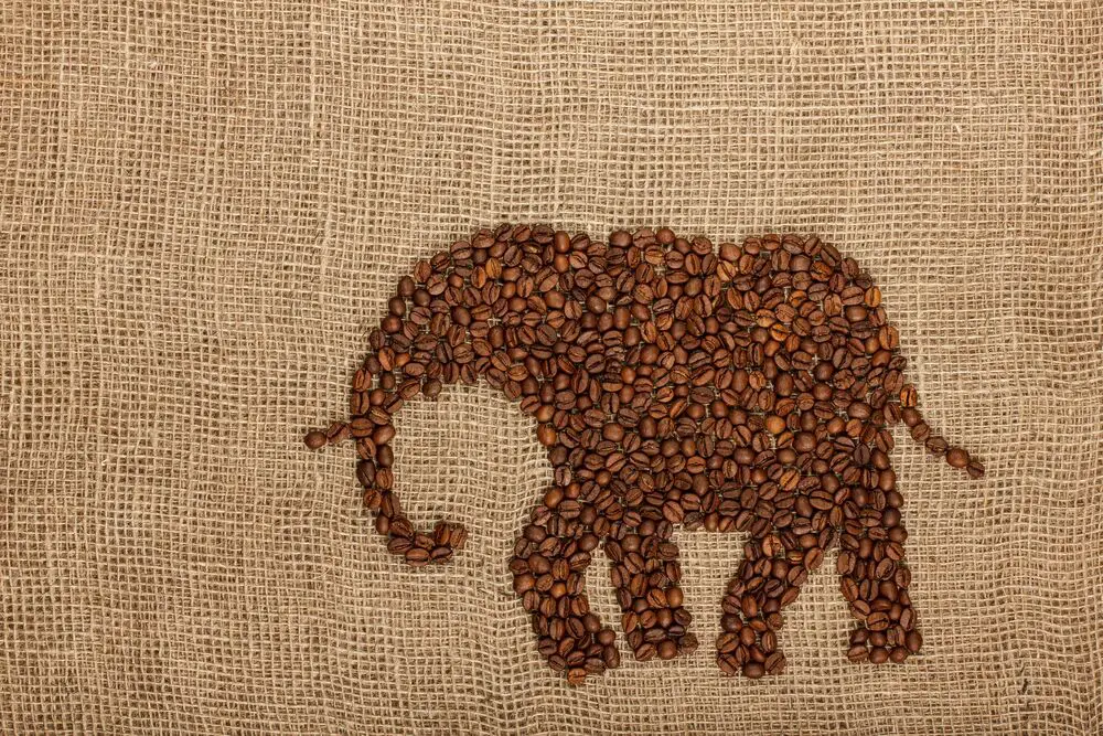 ¿Cuál es el precio del café elefante?