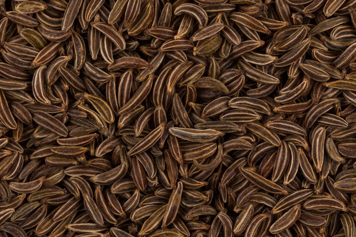 Semillas de alcaravea: un favorito del viejo mundo