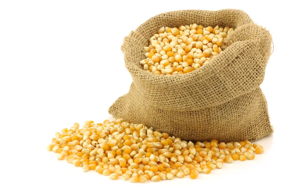 ¿Cuándo se estropea el maíz?