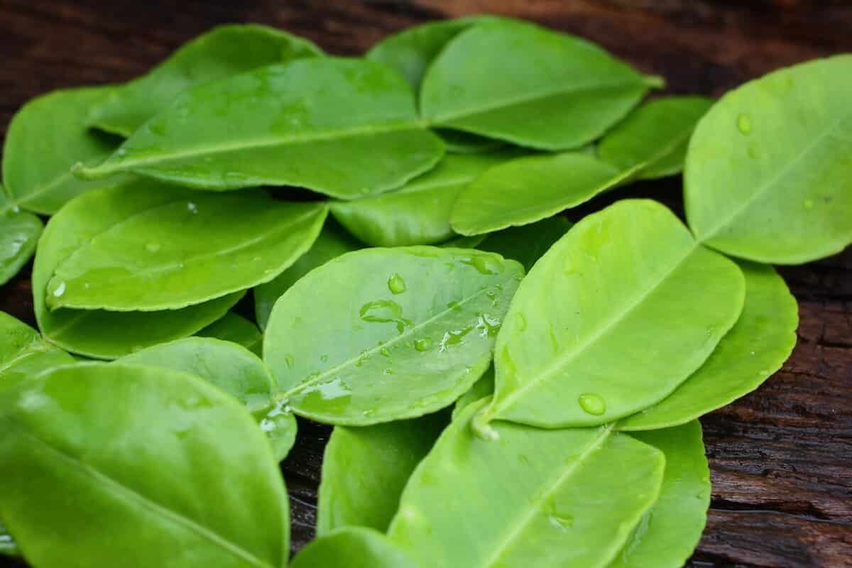 ¿Qué es un buen sustituto de las hojas de lima kaffir?