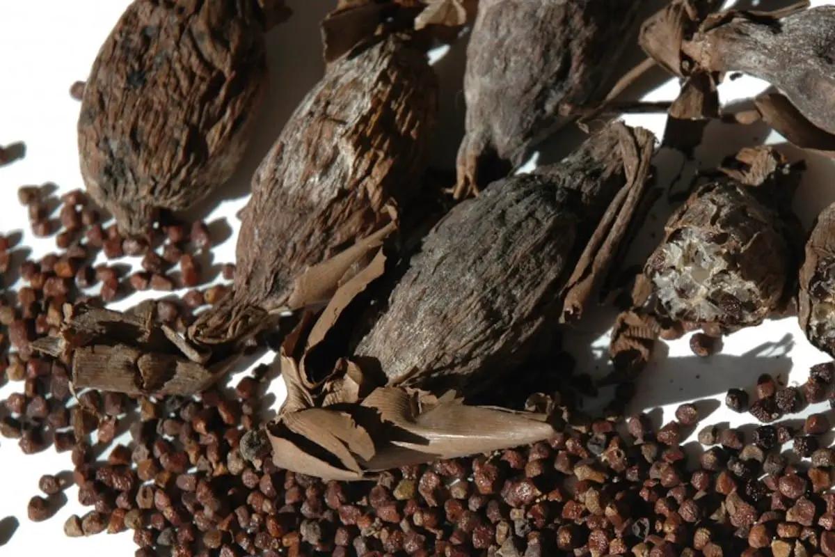 Pimienta de cocodrilo: el sabor de África Occidental
