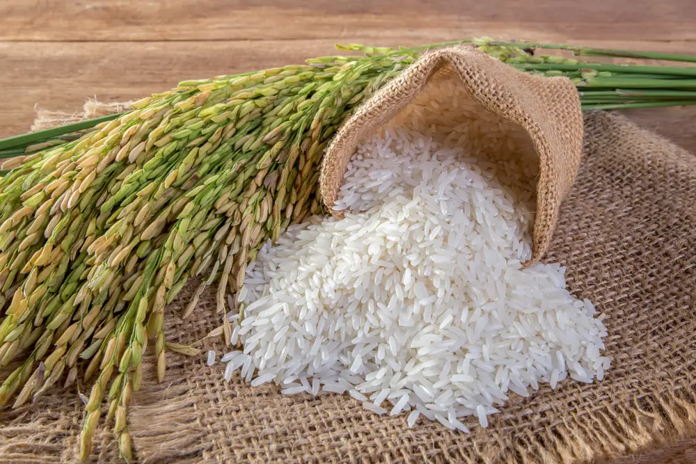 ¿A qué sabe el arroz jazmín?