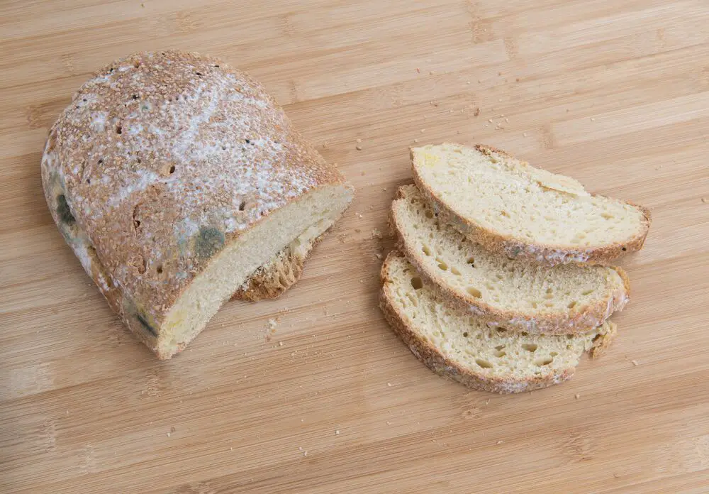 ¿Cómo se ve el moho en el pan?
