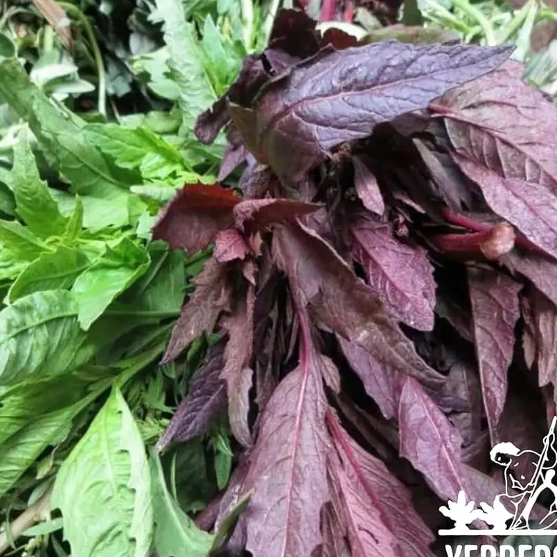 Amazon.com: Yerbero - Hojas secas de epazote morado (aroma intenso) ...