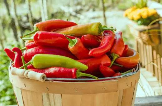 13 mejores sustitutos de pepperoncini | Alternativas de calor similares