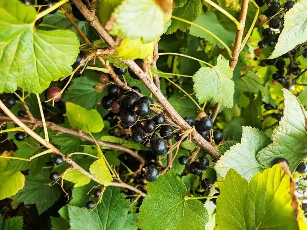 Fruta morada (16 frutas con un tono encantador)