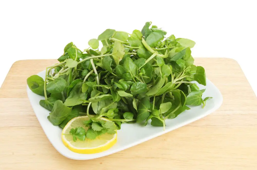 10 sustitutos de la espinaca que puedes usar para tus recetas