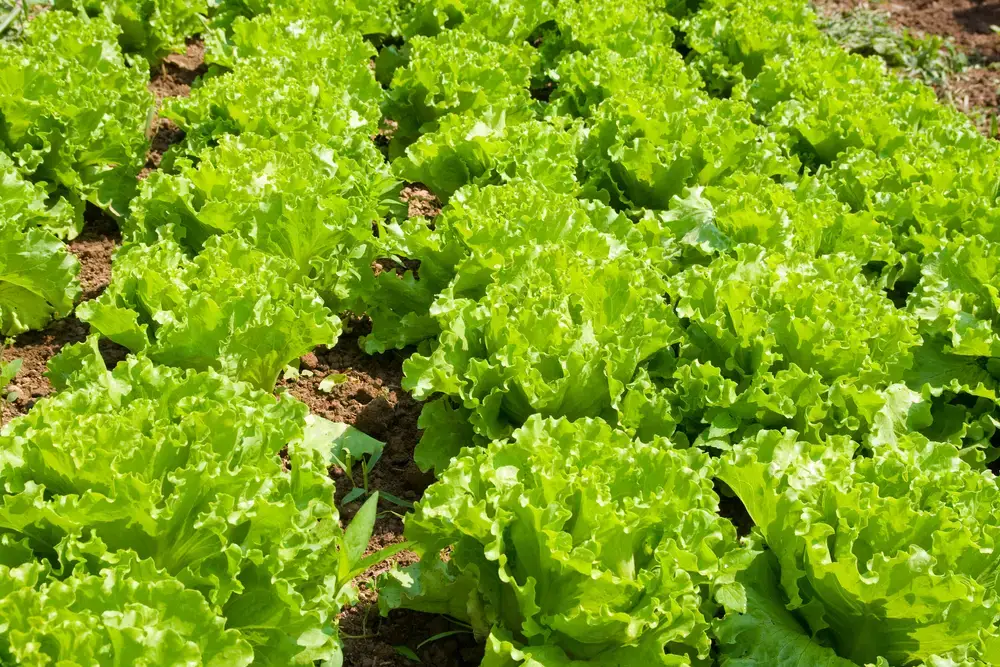 60 alimentos que comienzan con L