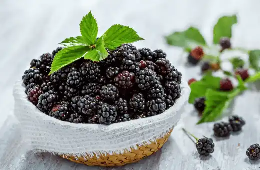 Más de 13 sustitutos de las fresas | Relación 7 Cómo usar 2023