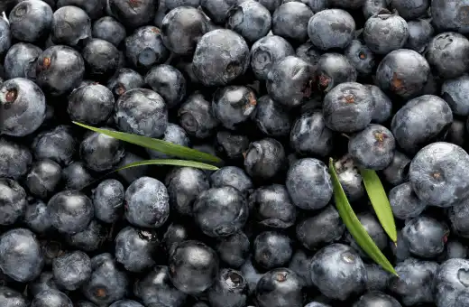 Más de 13 sustitutos de las fresas | Relación 7 Cómo usar 2023