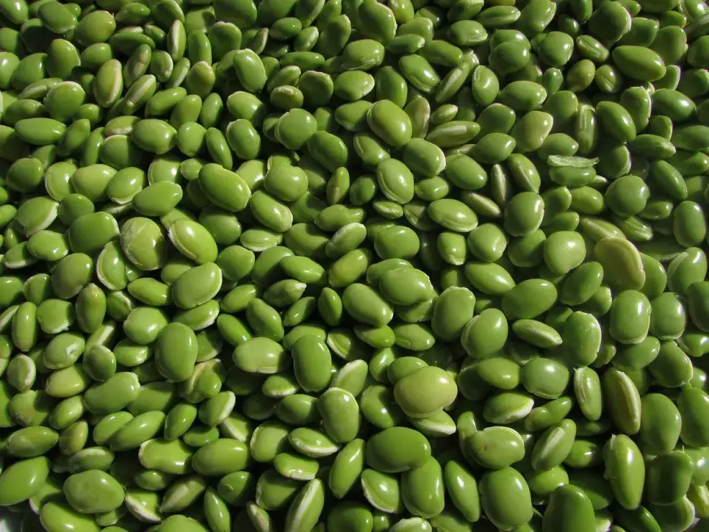 ¿Cuánto tiempo duran los frijoles cocidos en el refrigerador?