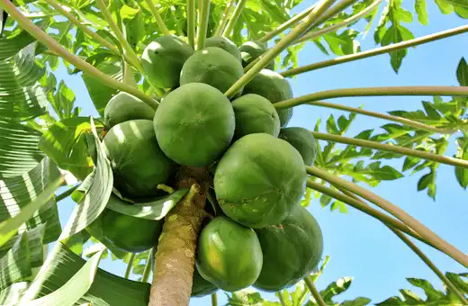 Los 12 mejores sustitutos del chayote para cualquier receta, fácilmente disponibles