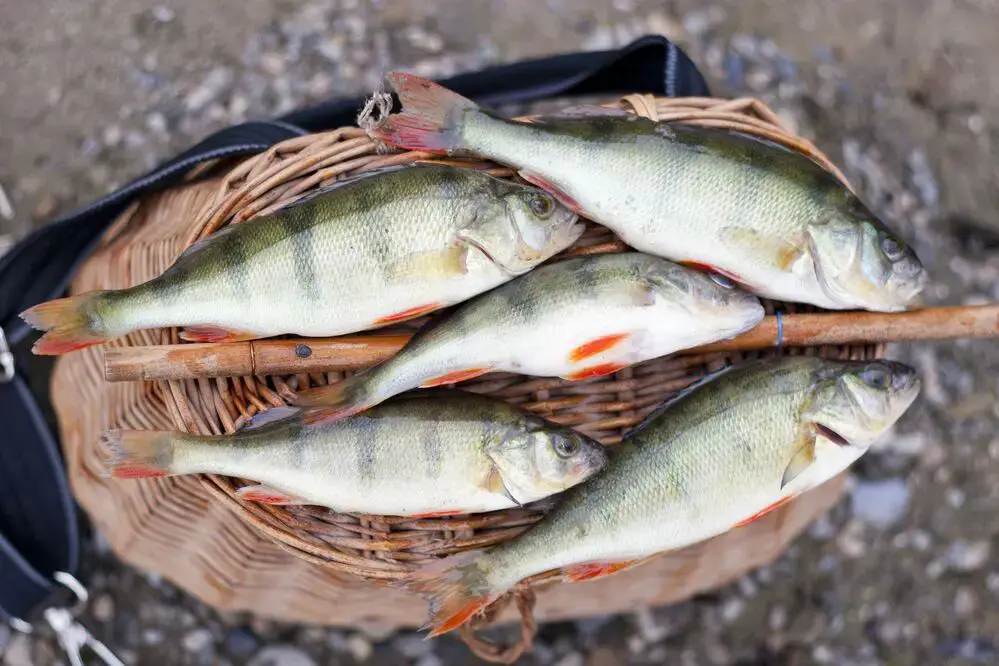 ¿Es bueno comer pescado perca? ¿Cuál es la mejor manera de cocinarlo?
