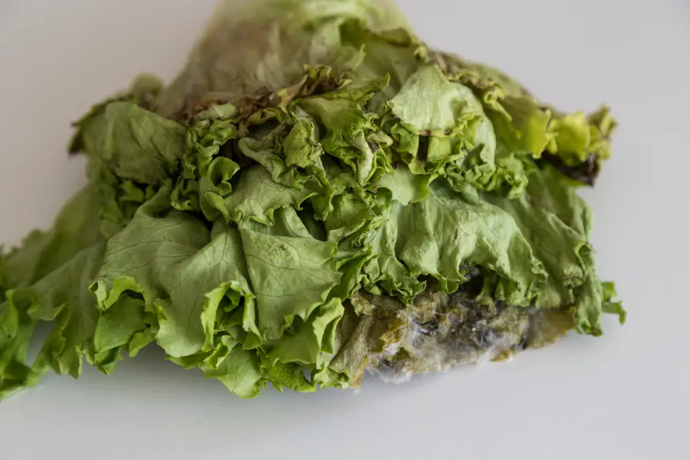 Cómo saber cuándo la lechuga es mala