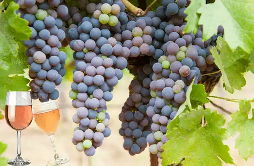 ¡Qué es un buen sustituto del vino de Oporto para cocinar!