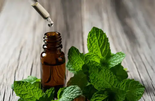 7 sustitutos rápidos de la menta | Relación y modo de uso 2023