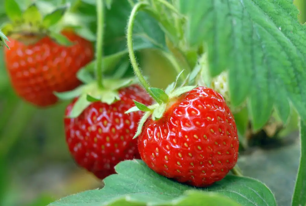 ¿Es la fresa una fruta cítrica? Todo lo que necesitas saber