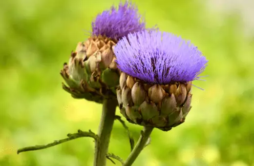 [11] Buen sustituto vegetal de la alcachofa en recetas