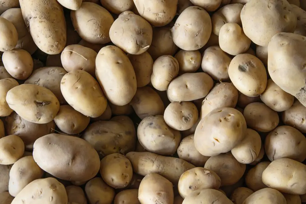 La guía definitiva para la patata Maris Piper