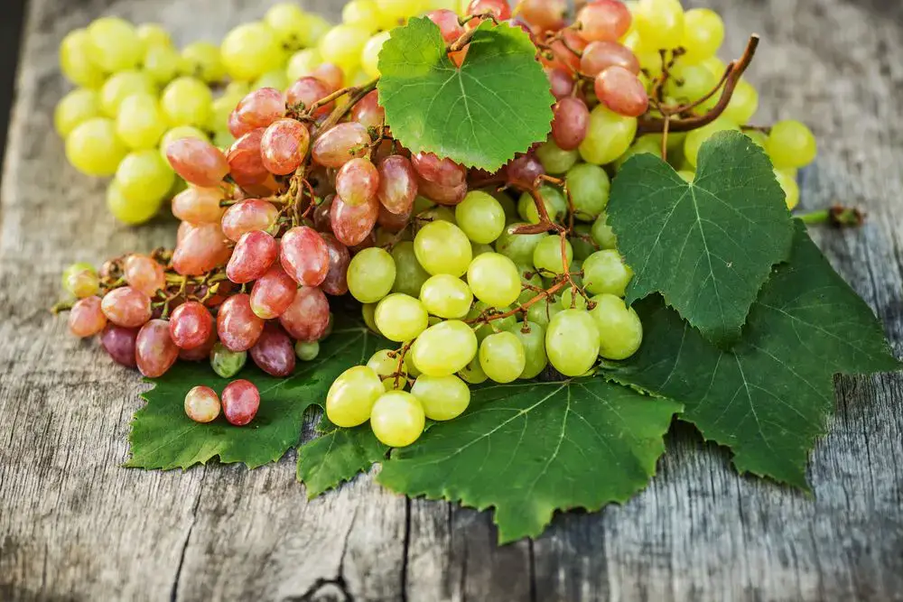 ¿Son las uvas una fruta cítrica?
