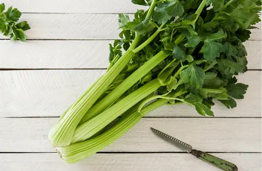 Los 11 mejores sustitutos del cilantro y formas de usarlo @2023 Trending