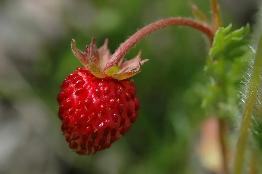 ¿Las fresas silvestres son seguras para comer o son venenosas?