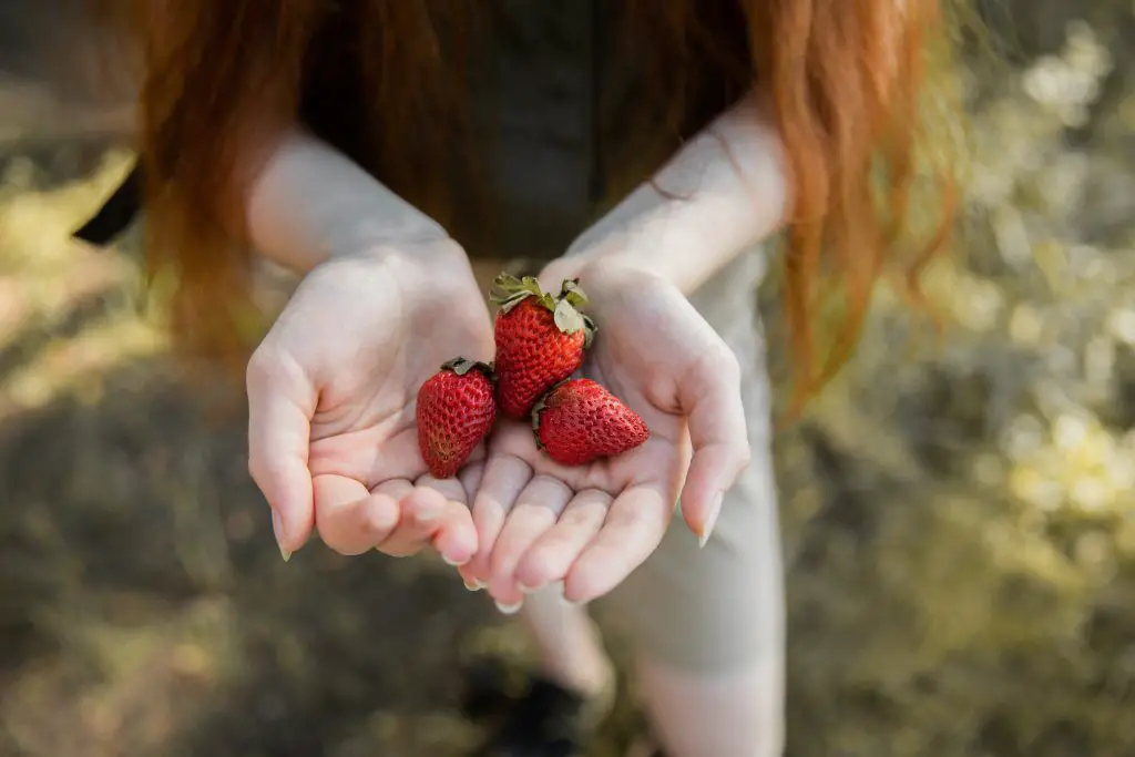 ¿Las fresas silvestres son seguras para comer o son venenosas?