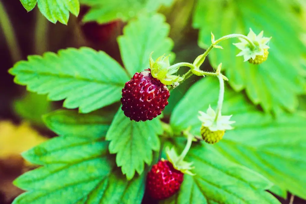 ¿Las fresas silvestres son seguras para comer o son venenosas?