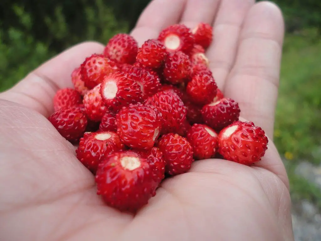 ¿Las fresas silvestres son seguras para comer o son venenosas?