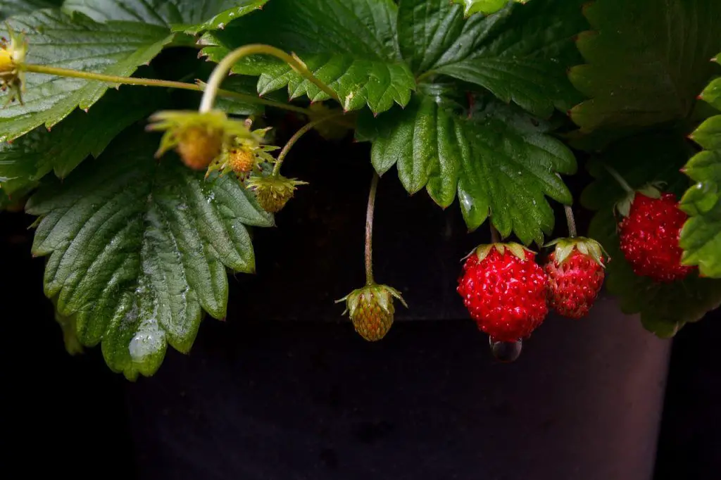 ¿Las fresas silvestres son seguras para comer o son venenosas?