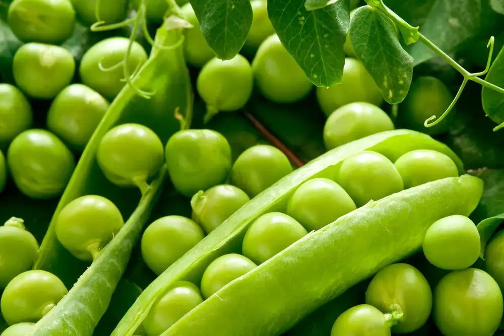 100 alimentos que comienzan con P
