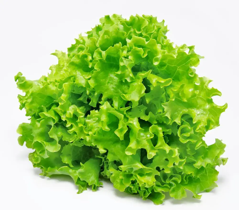 La diferencia entre lechuga y repollo
