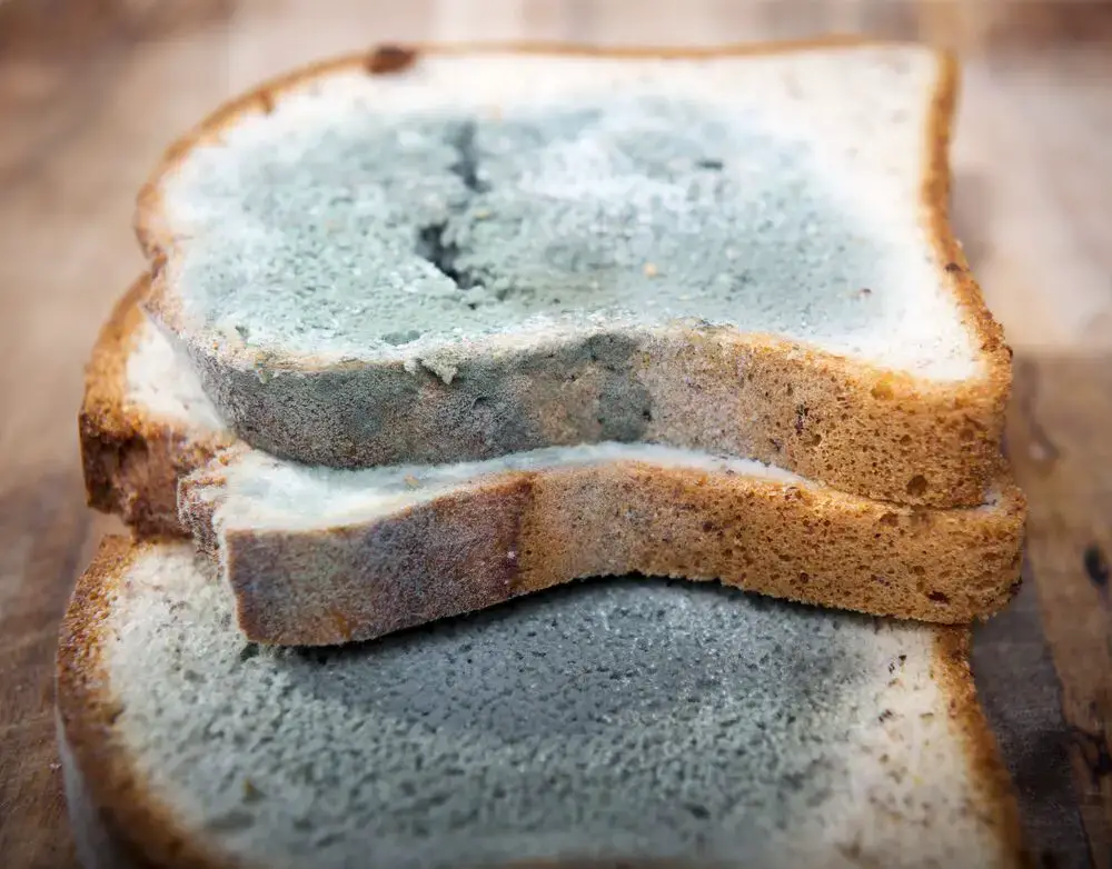 ¿Cómo se ve el moho en el pan?