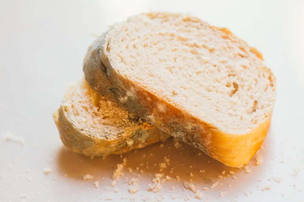 ¿Cómo se ve el moho en el pan?