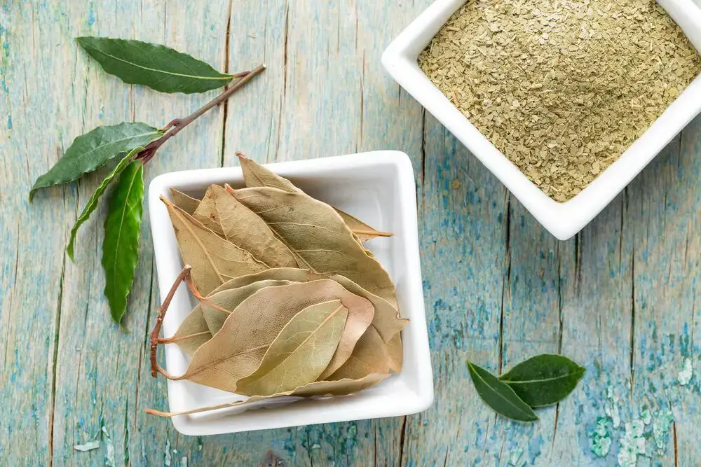 Cómo secar las hojas de laurel