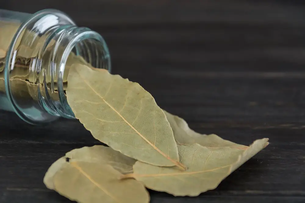 Cómo secar las hojas de laurel