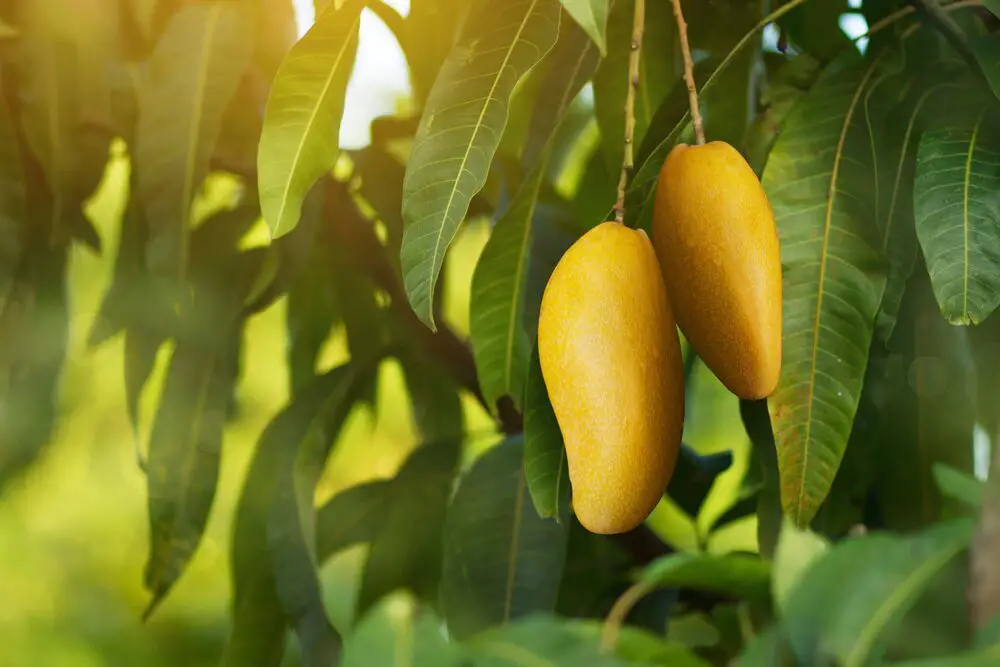 ¿A qué sabe el mango?