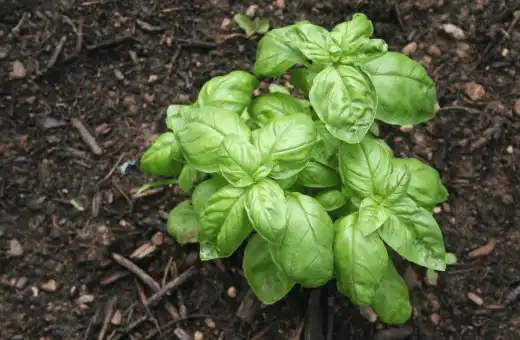 7 sustitutos rápidos de la menta | Relación y modo de uso 2023